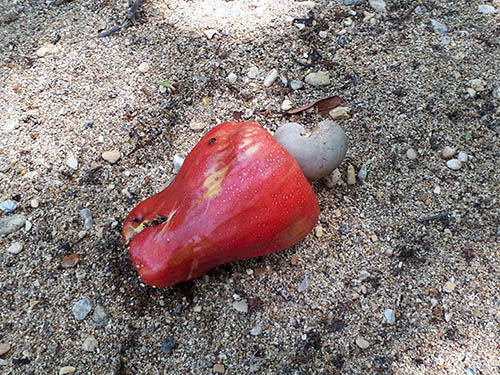 noix de cajou fruit de l'anacardier